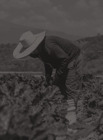 Farming, fishing, and forestry workers: